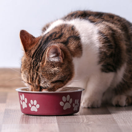 Pet SuppliesA close-up of a cat eating out of a food bowl.