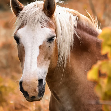 Horse FeedA brown and white horse peaking around foliage.