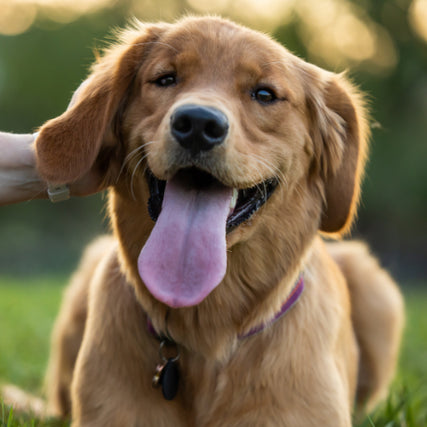 Freeze Dried Dog FoodHappy golden retriever smiling.